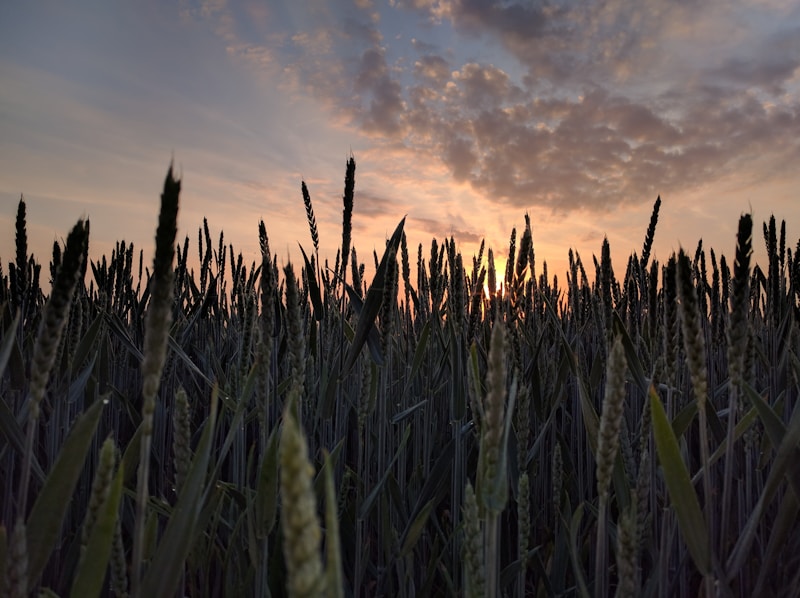 Grain-based