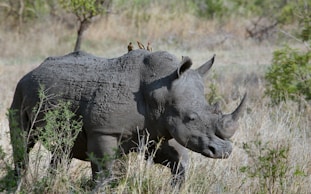 gray rhino on gray grasses at daytime