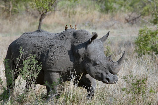 gray rhino on gray grasses at daytime in Kruger Park South Africa
