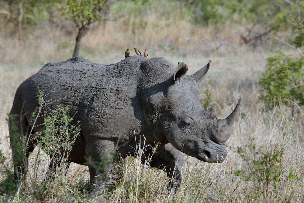 rinoceronte grigio su erbe grigie durante il giorno