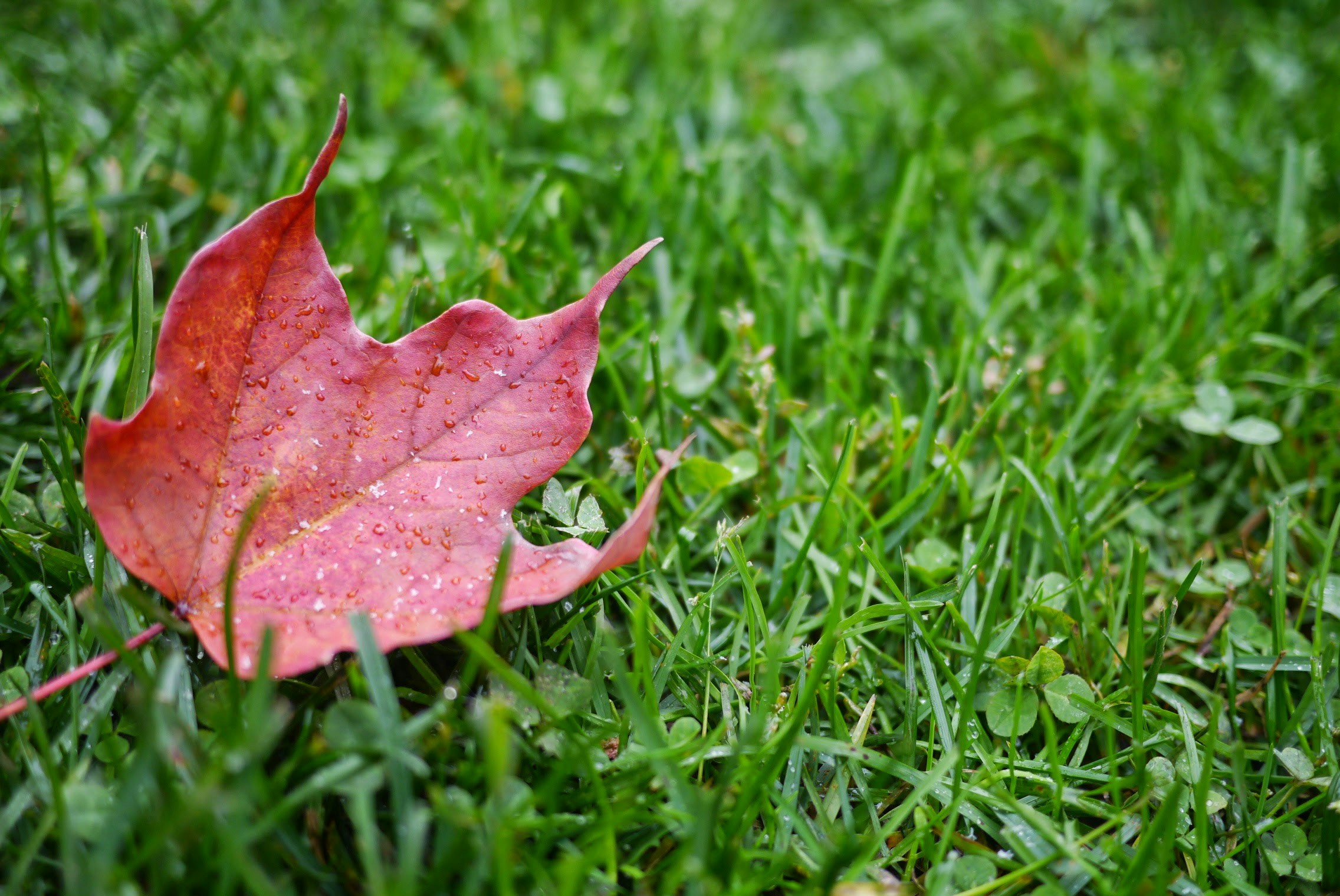 Free Unsplash photo from Adrian Ritchie