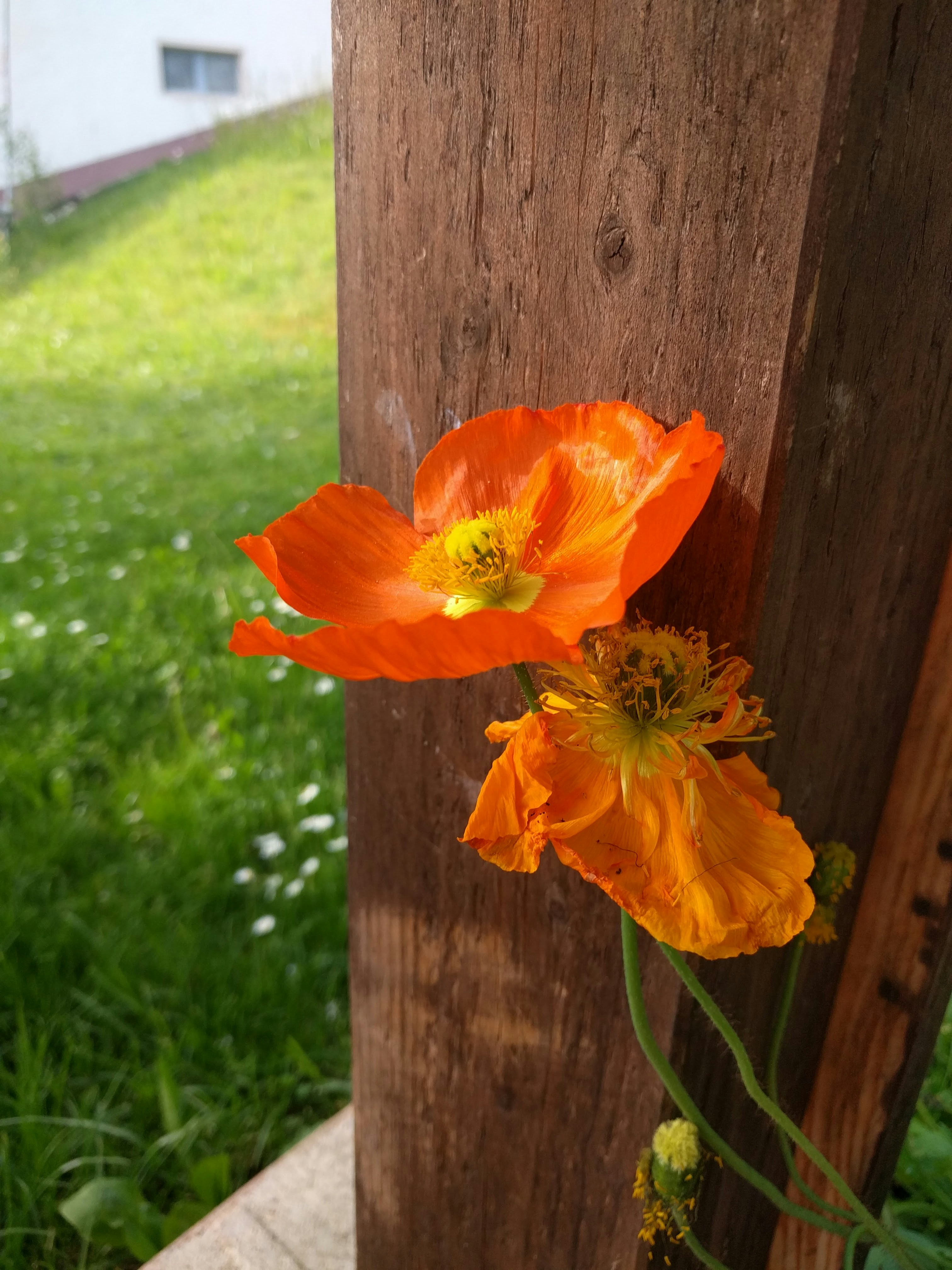 Free Unsplash photo from Max Bachhuber