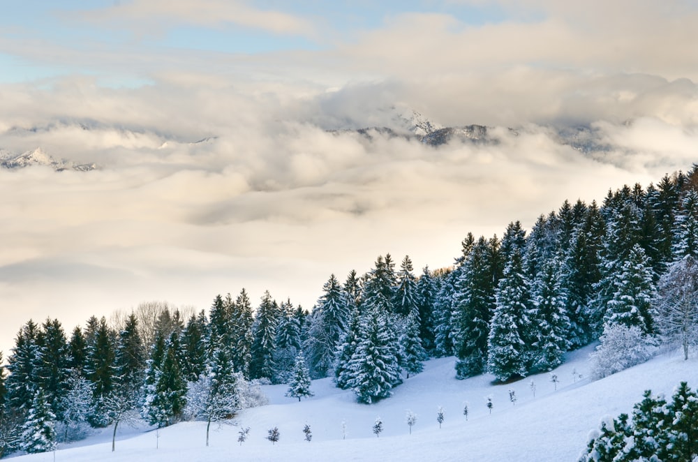 sea of clouds