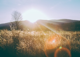 silhouette photo of grass field