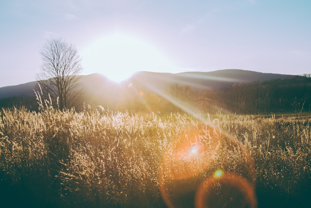 silhouette photo of grass field