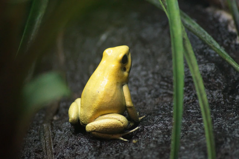 Yellow-banded Poison Frog (Dendrobates leucocephalus) in natural habitat