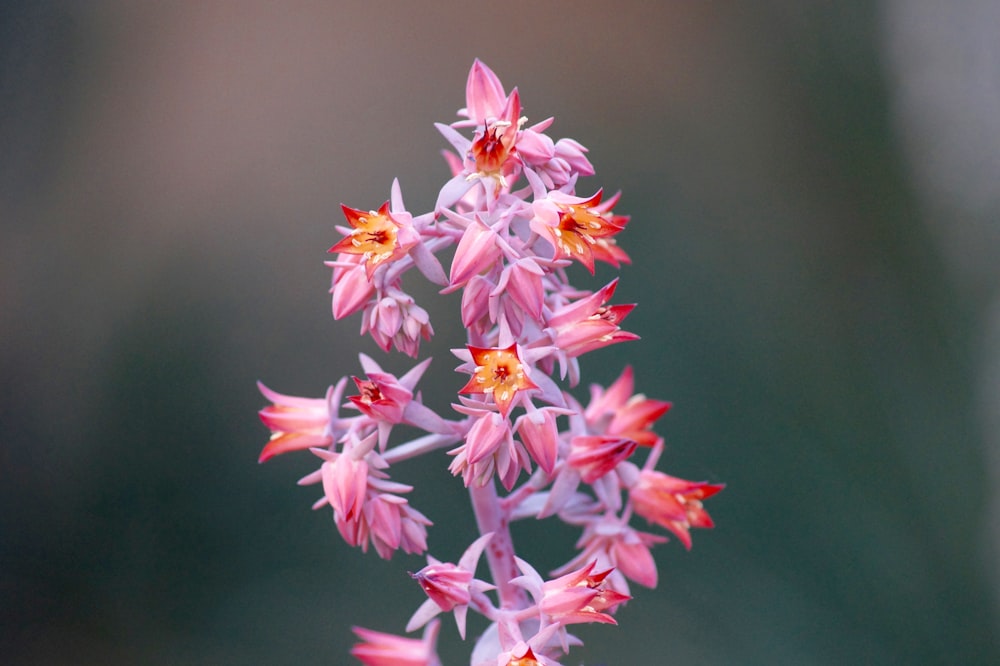 Fotografía de enfoque selectivo de flor de pétalos rosados