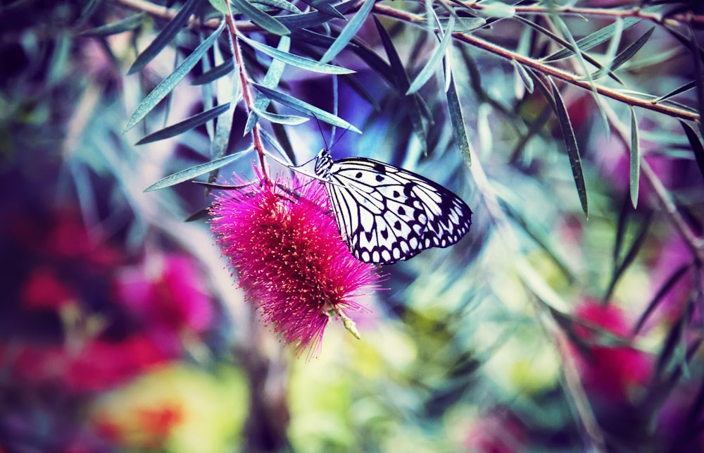 borboleta de papagaio de papel preto e branco empoleirando-se na flor de pétalas cor-de-rosa