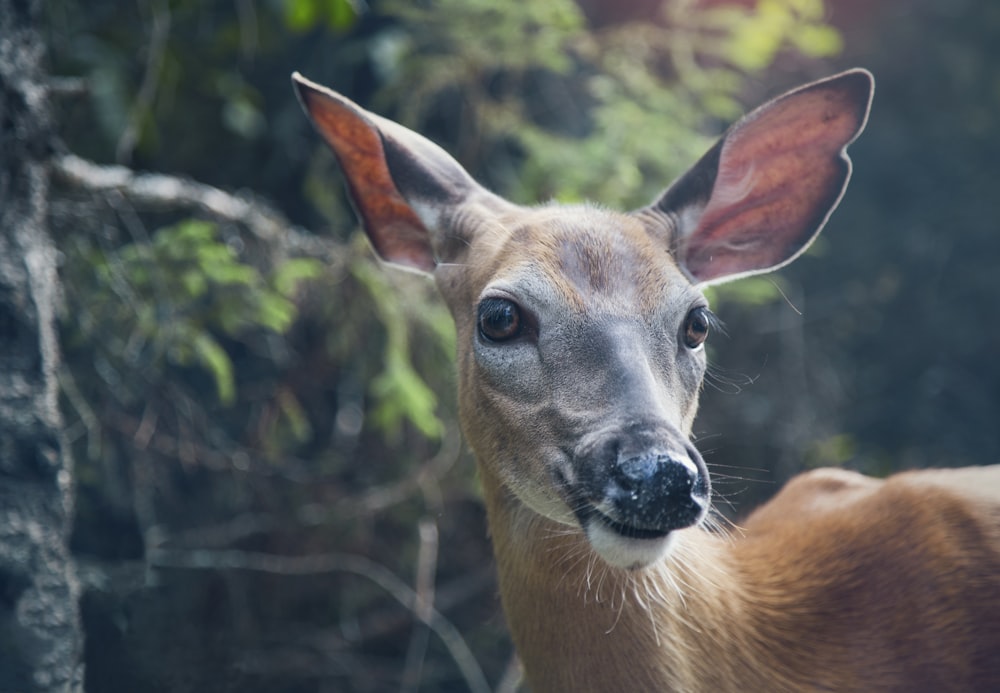 selective focus photo of deer in forest