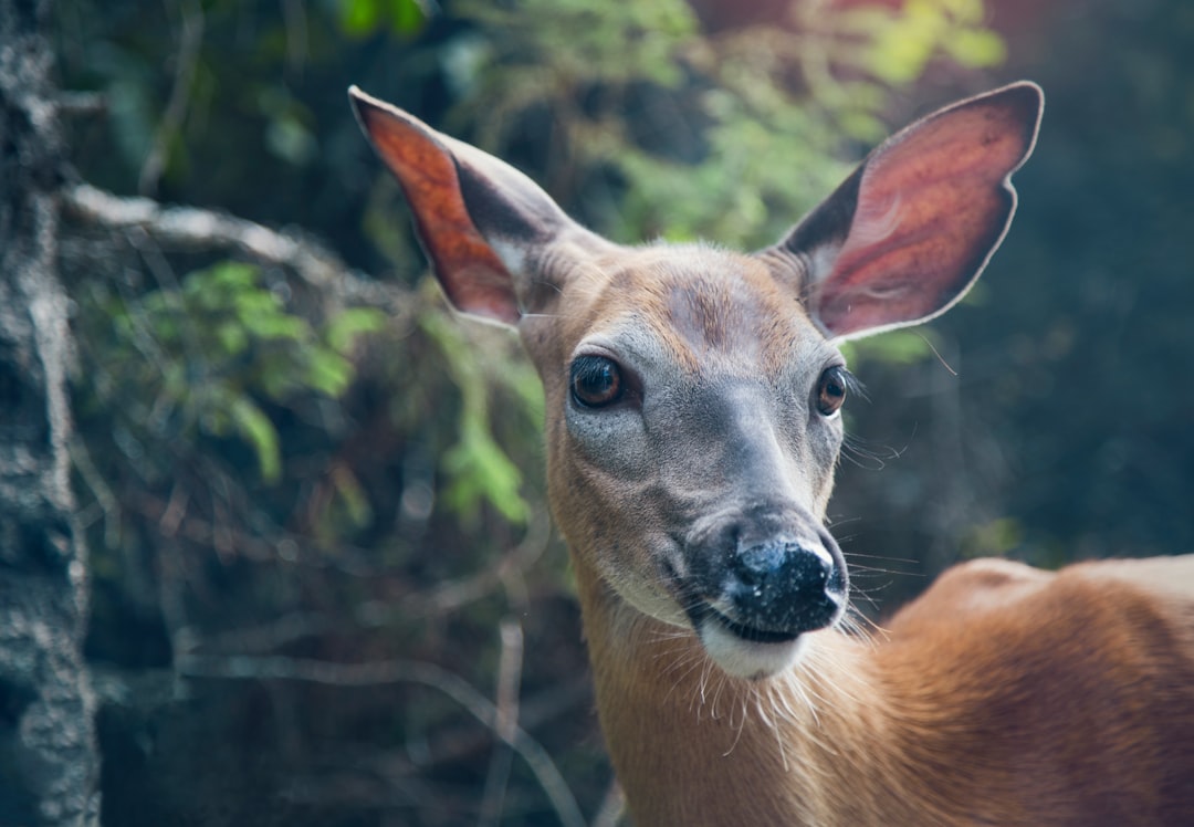 selective focus photo of deer in forest