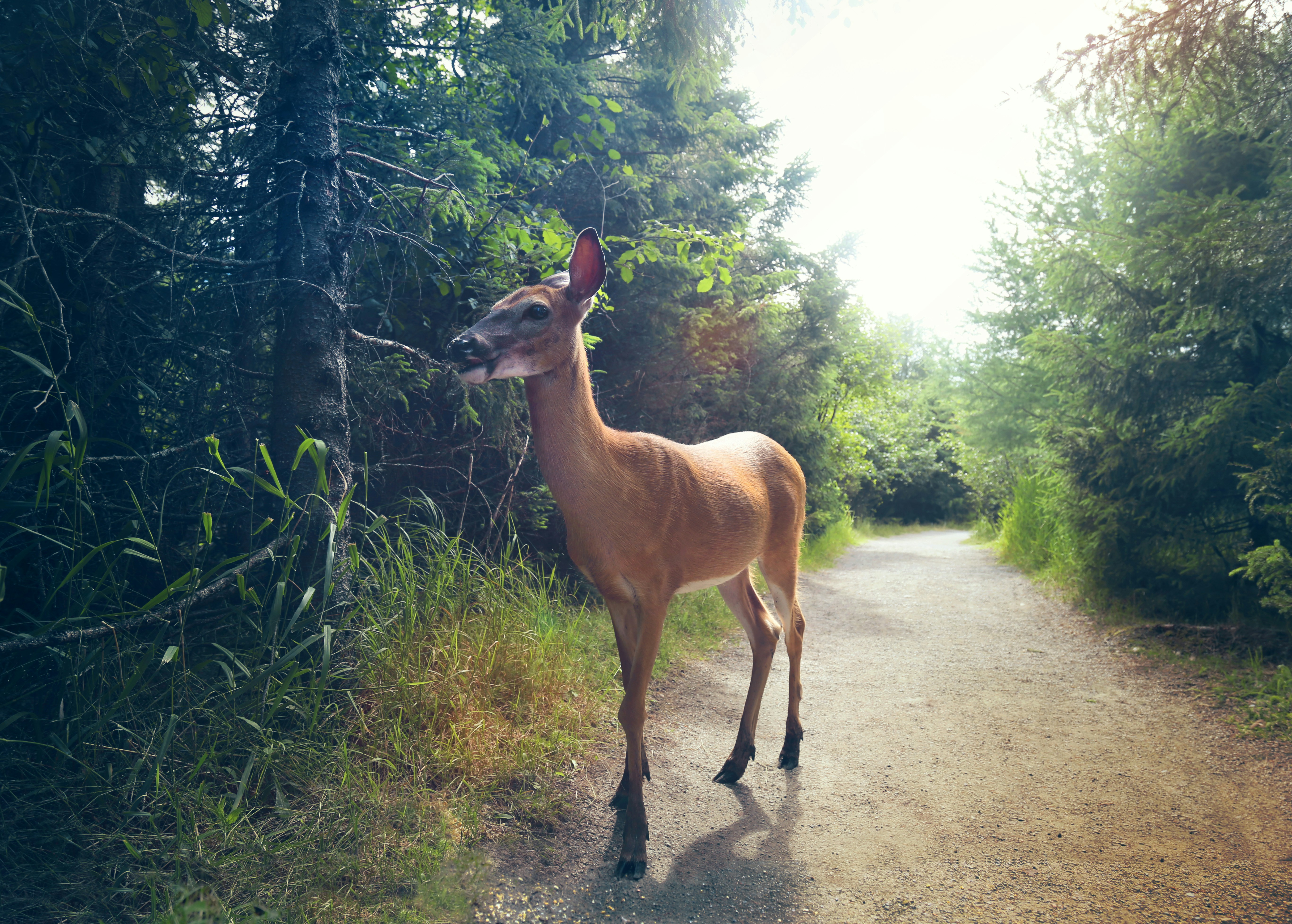 Лань горная фото животное Лань. Зима. Fallow deer. Winter. YouTube