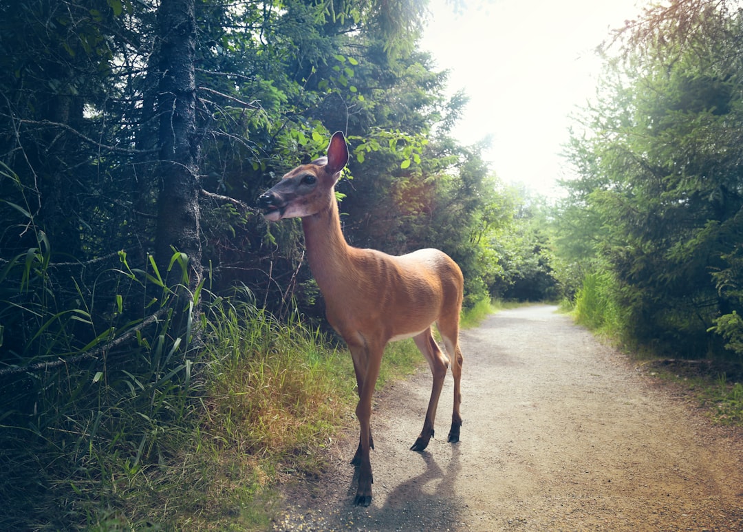 Лань горная фото животное Лань горная фото животное