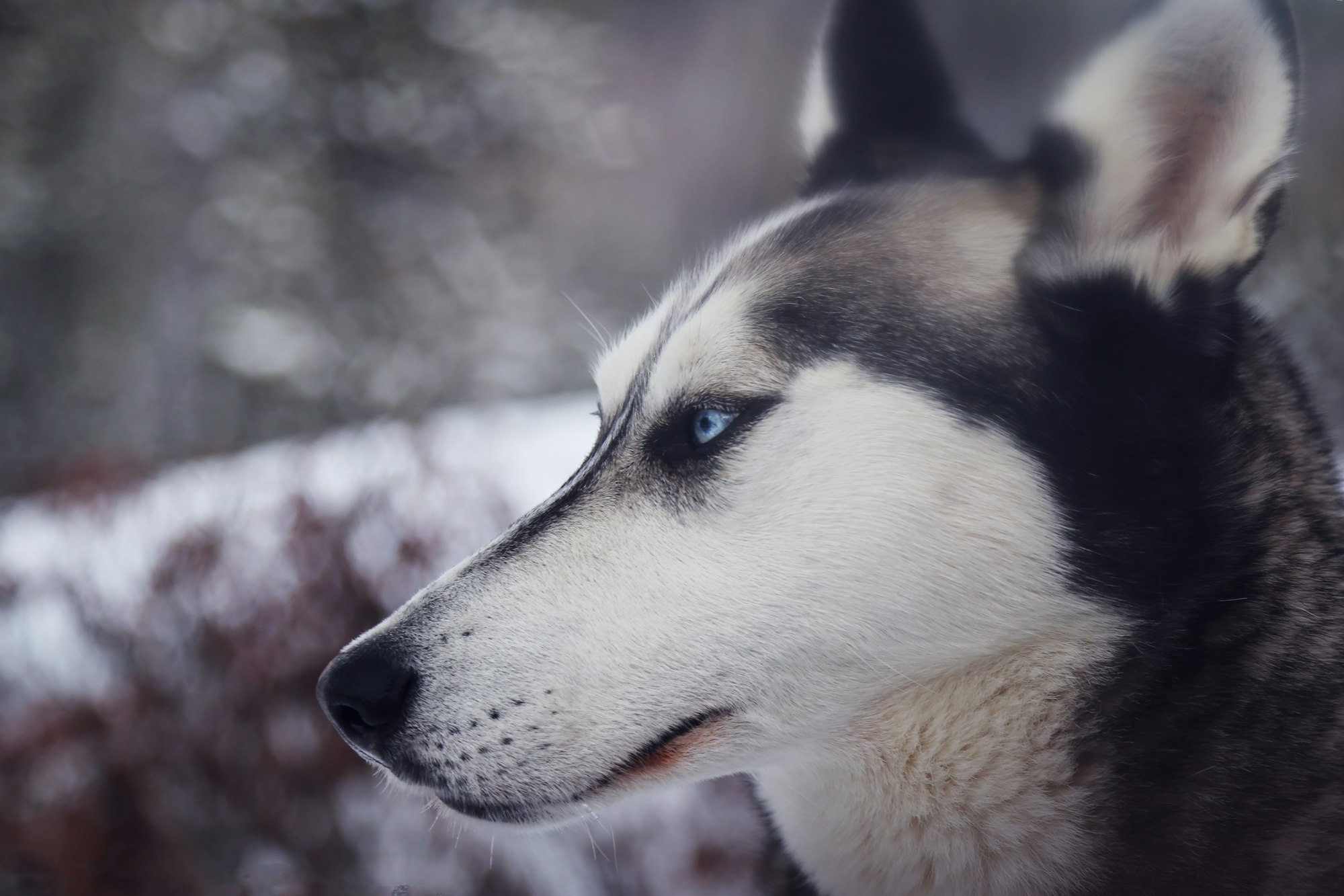 Cane Corso Husky Mix