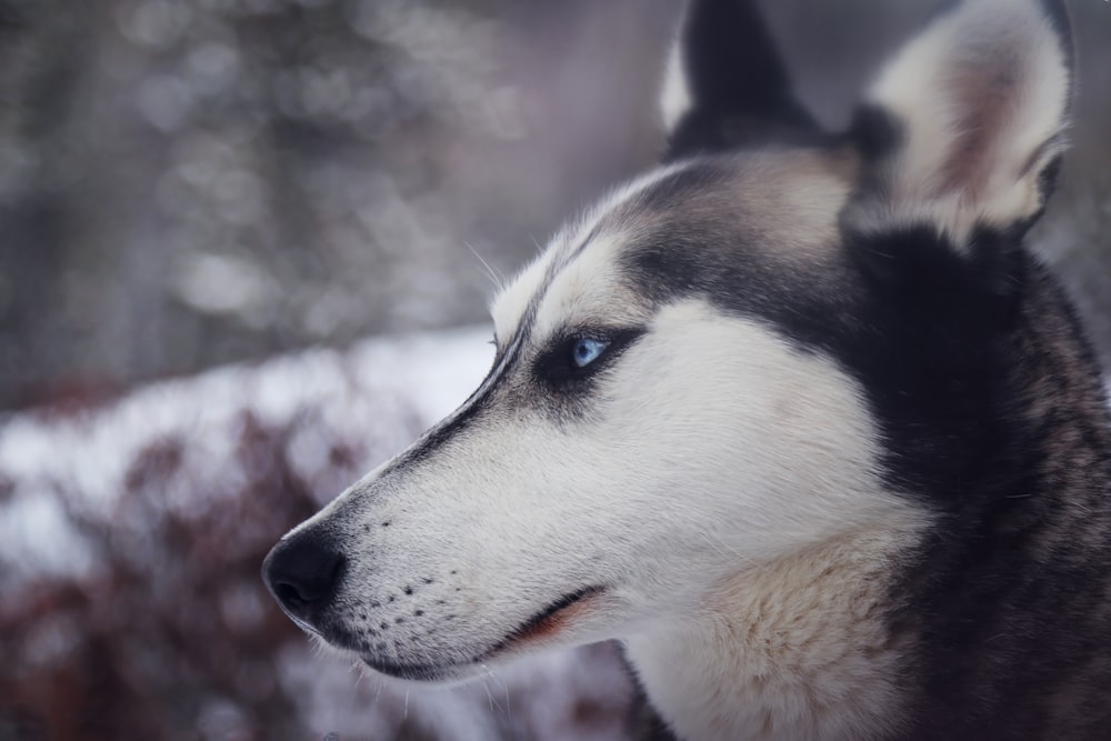 白と黒のオオカミのクローズアップ写真