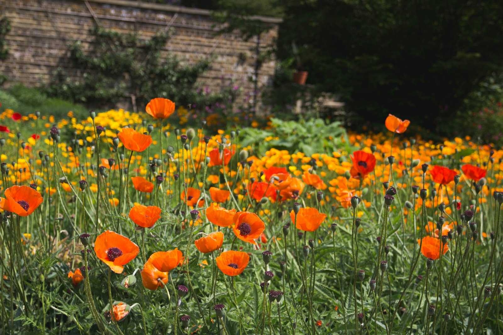 Canon EOS 600D (Rebel EOS T3i / EOS Kiss X5) + Sigma 17-70mm F2.8-4 DC Macro OS HSM | C sample photo. Field of orange poppy photography