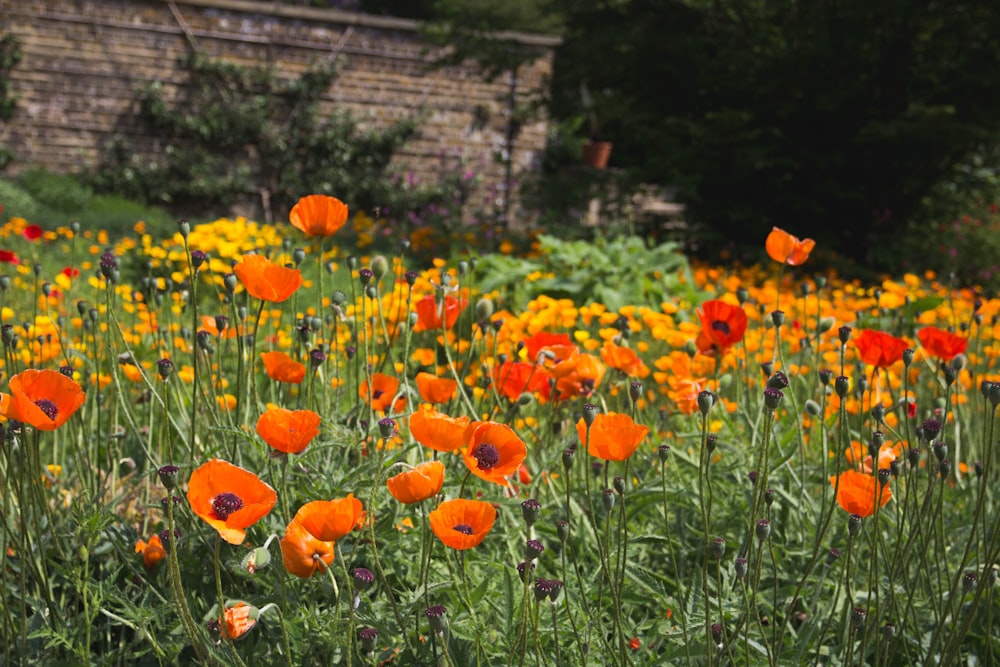 Campo de flores de papoula laranja