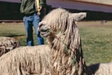 An alpaca with long, shaggy fur is chewing on a green plant branch while standing on a grassy field. In the background, there is a person wearing jeans and a green jacket, partially visible, holding a leash or rope.