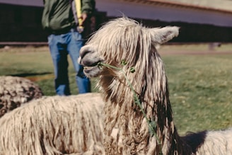 An alpaca with long, shaggy fur is chewing on a green plant branch while standing on a grassy field. In the background, there is a person wearing jeans and a green jacket, partially visible, holding a leash or rope.