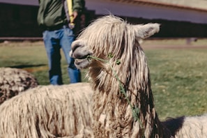 An alpaca with long, shaggy fur is chewing on a green plant branch while standing on a grassy field. In the background, there is a person wearing jeans and a green jacket, partially visible, holding a leash or rope.