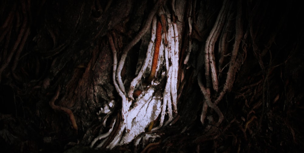 a large tree with white bark on it's trunk