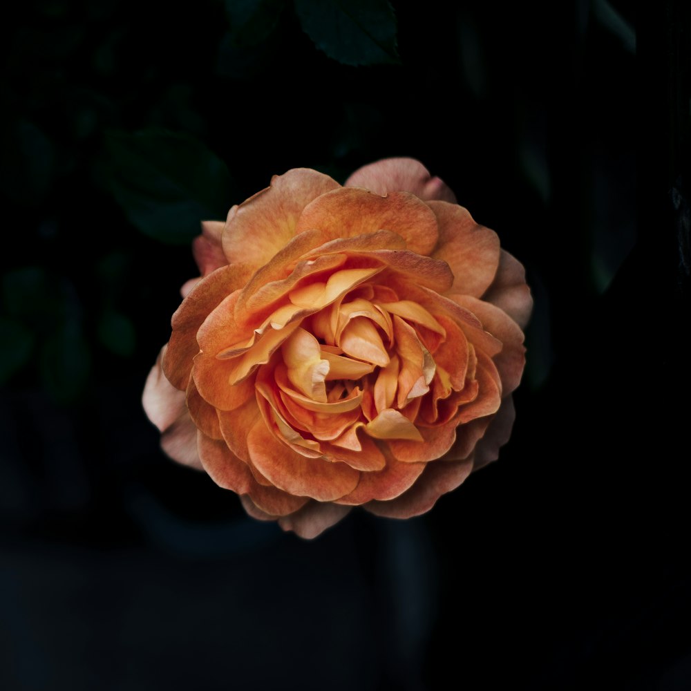 selective focus photography of orange flower