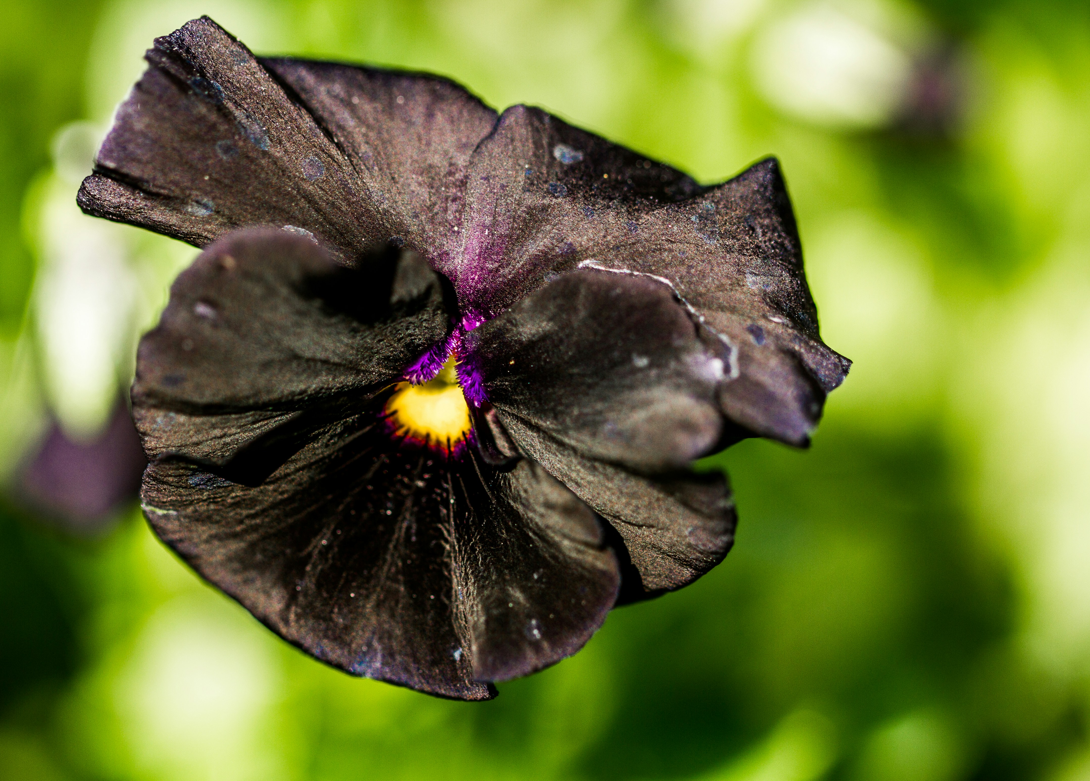 Free Unsplash photo from Ritchie Valens