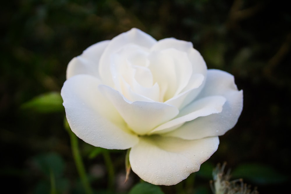 shallow focus photography of white flower