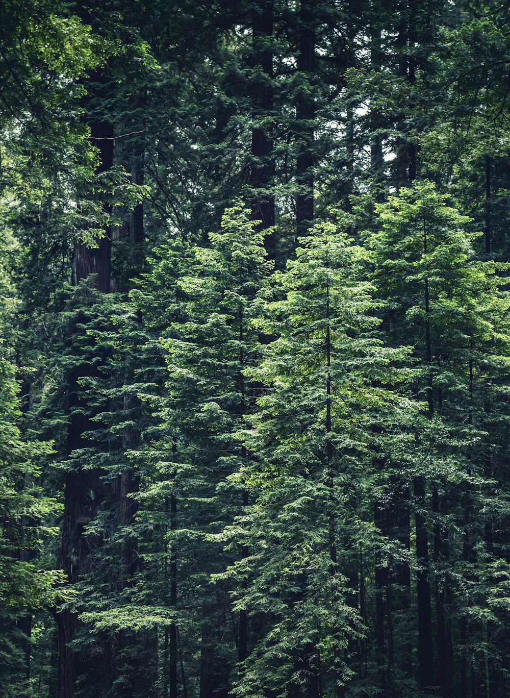 Foto di albero a foglia verde S