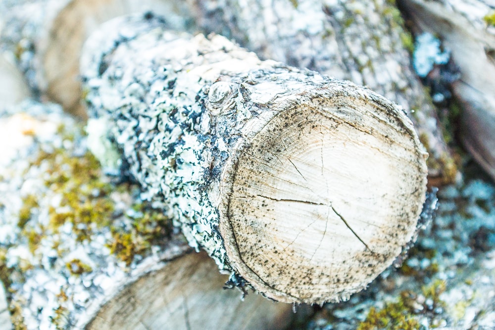 photo en gros plan de bois de chauffage brun