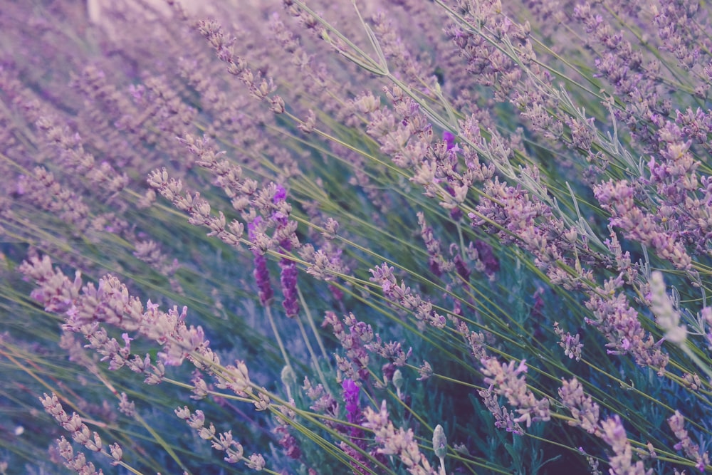 Campo de plantas de lavanda