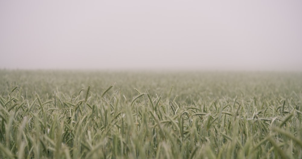 shift-tilt lens photograph of green field