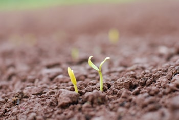 Young green sprouts emerging from a field of brown earth, indicating new growth and the beginning of a plant's life cycle.