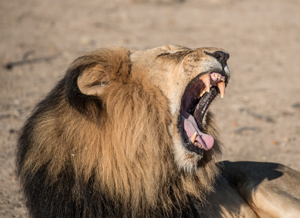 咆哮するライオンの写真