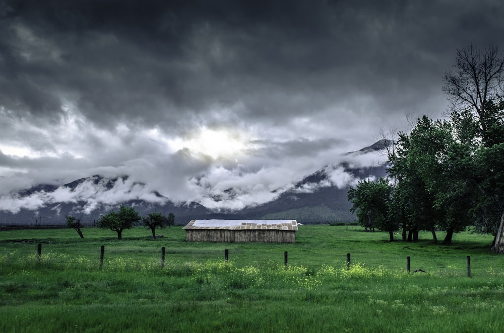 green grass field and brown wooden house