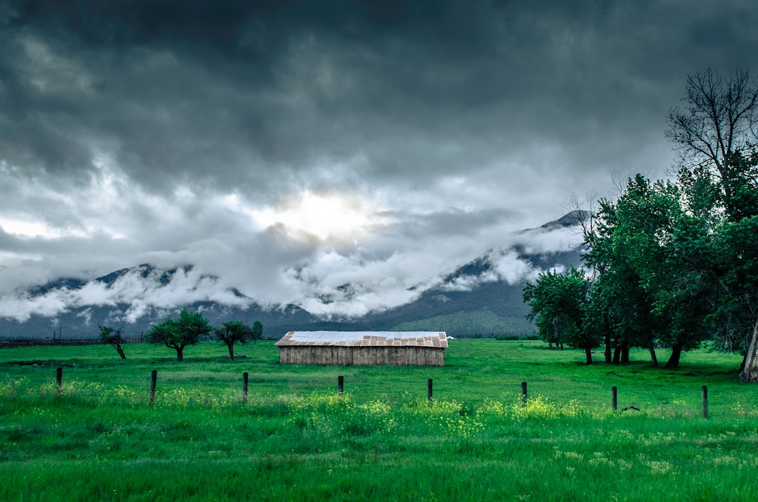 green grass field and brown wooden house