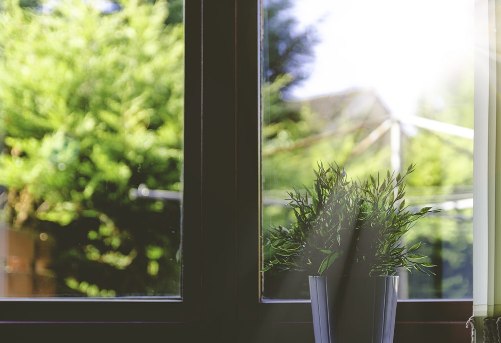 Grünblättrige Pflanze vor dem Fenster in der Fotografie mit flachem Fokus
