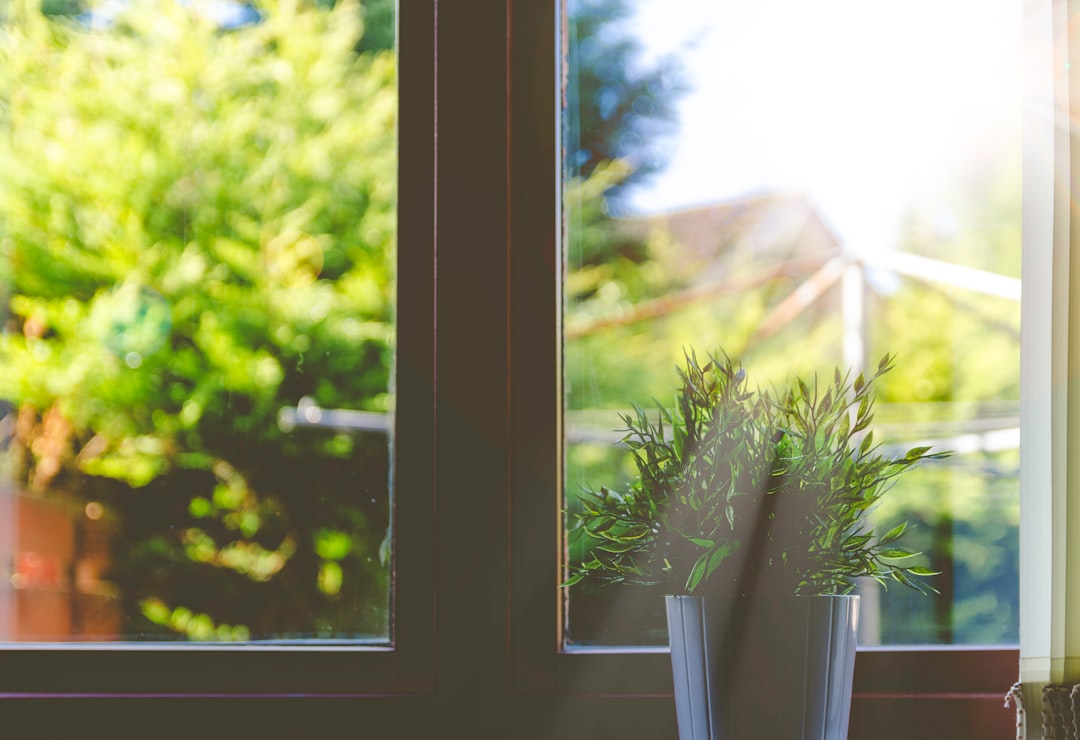  green leafed plant in front of window in shallow focus photography window