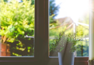 green leafed plant in front of window in shallow focus photography window zoom background