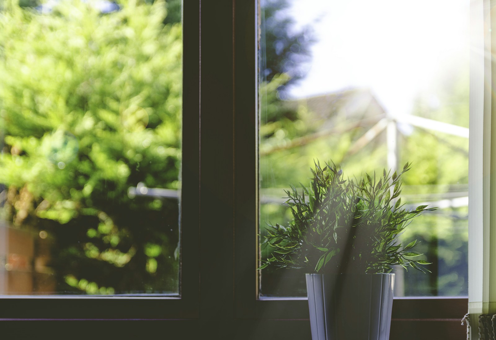 Plant in window