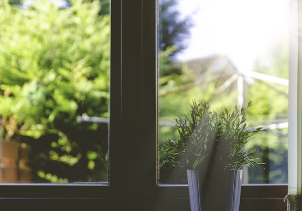 green leafed plant in front of window in shallow focus photography