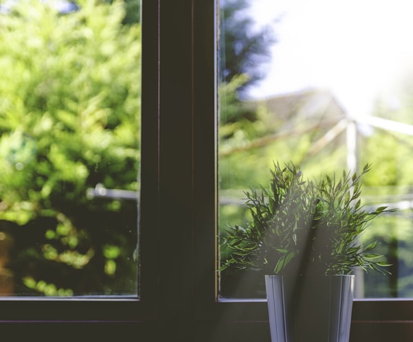 green leafed plant in front of window in shallow focus photography