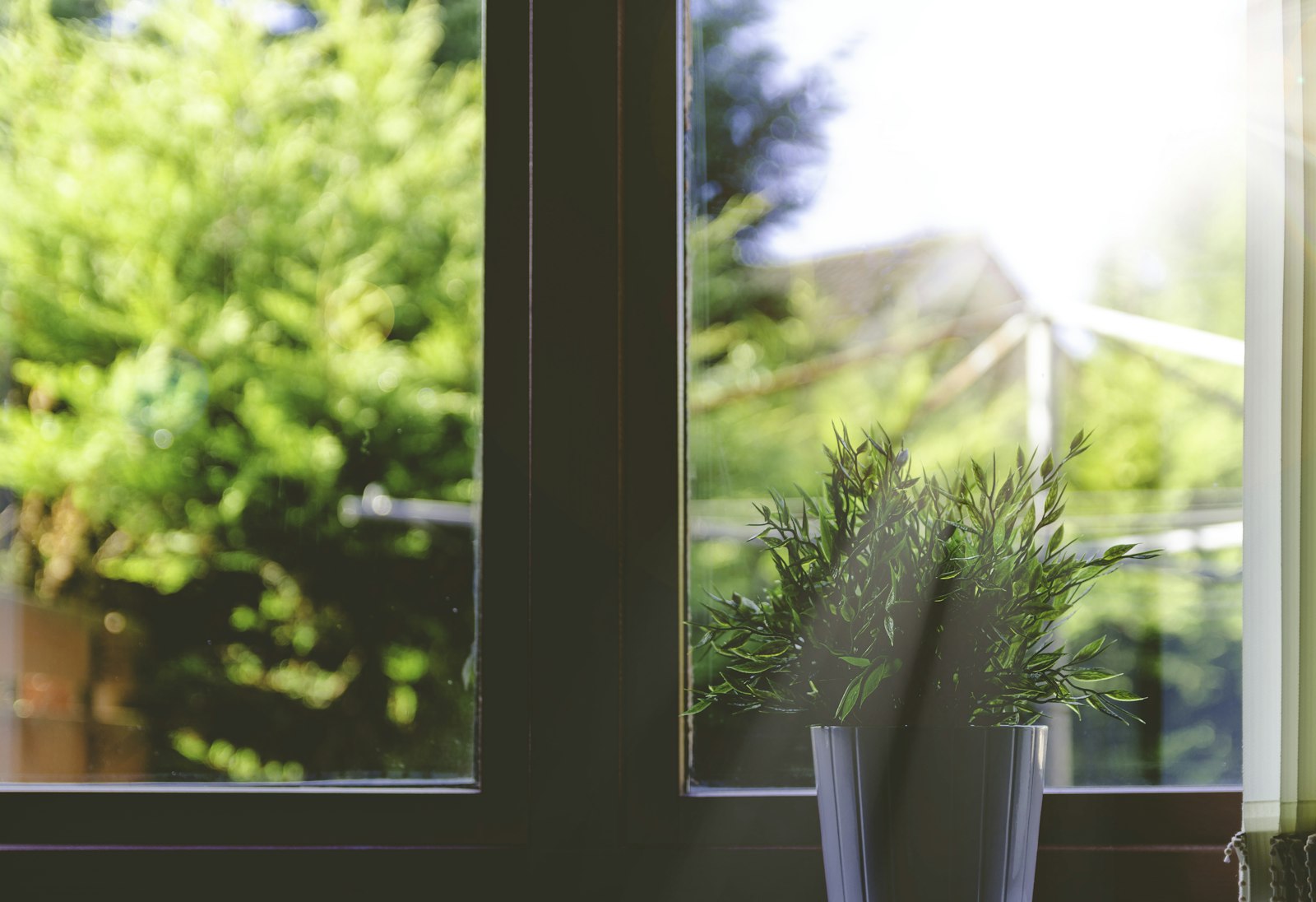 Nikon D5100 + Sigma 17-50mm F2.8 EX DC OS HSM sample photo. Green leafed plant in photography