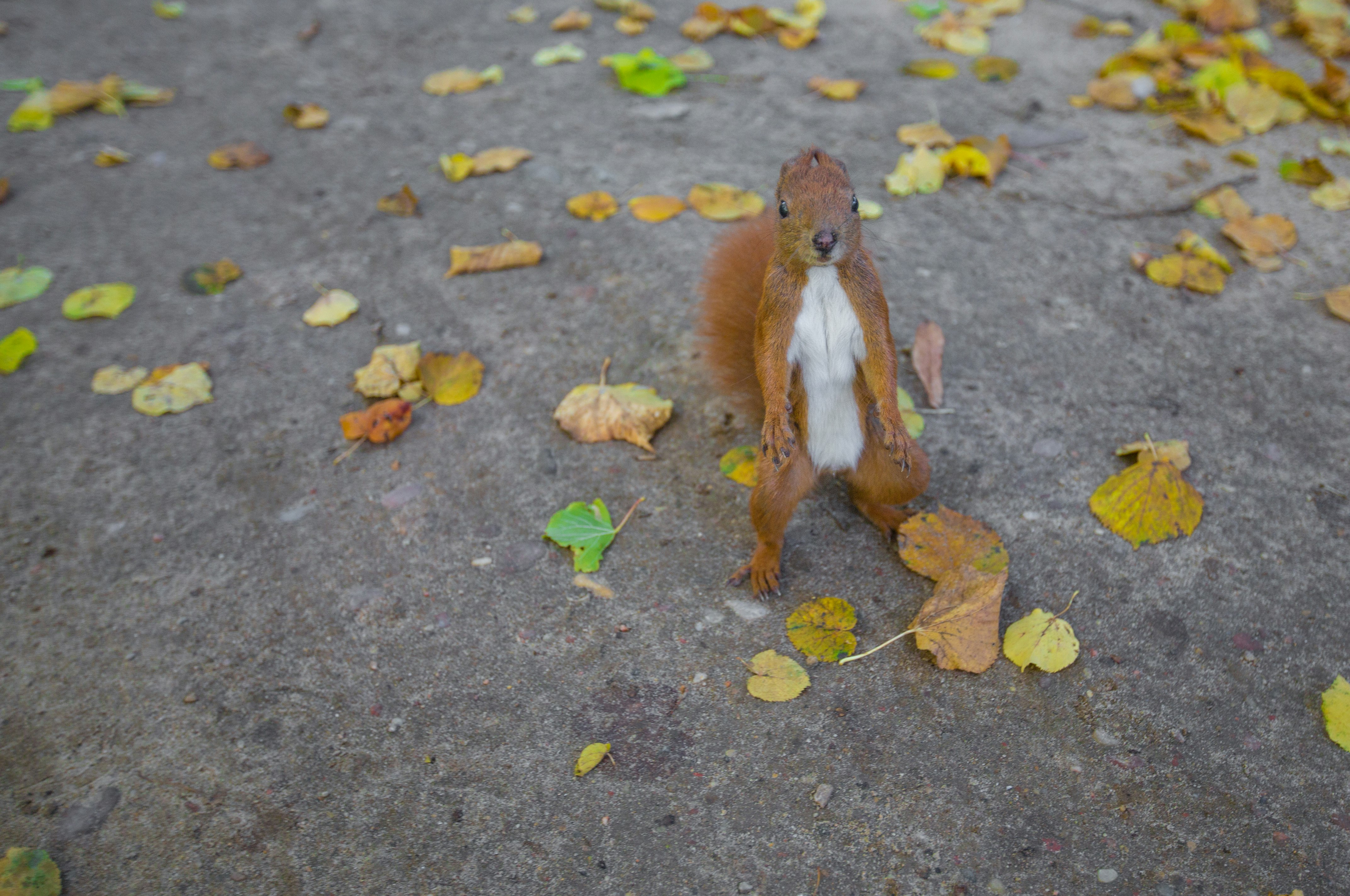 brown squirrel on pavement
