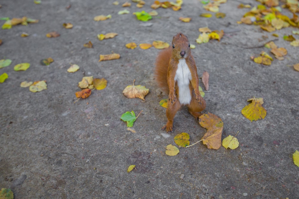 braunes Eichhörnchen auf Bürgersteig