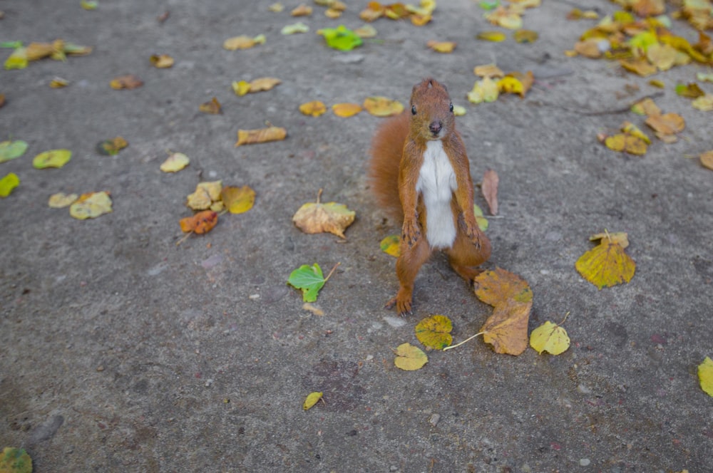 brown squirrel on pavement