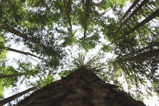low angle photo of tall trees in Grouse Mountain Canada