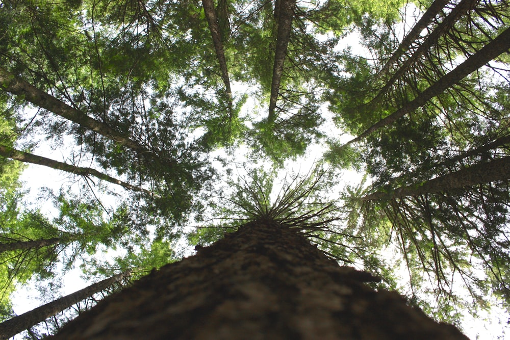 low angle photo of tall trees