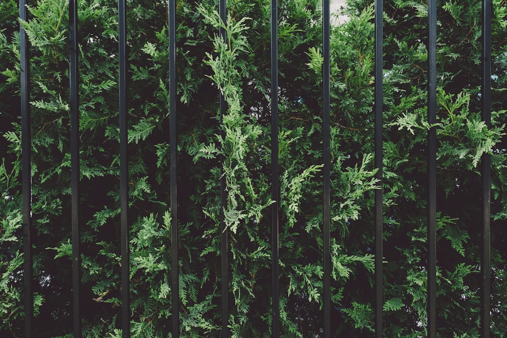 green tree close-up photography