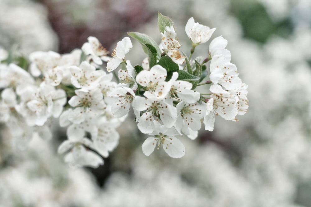 white flowers shallow focus photography