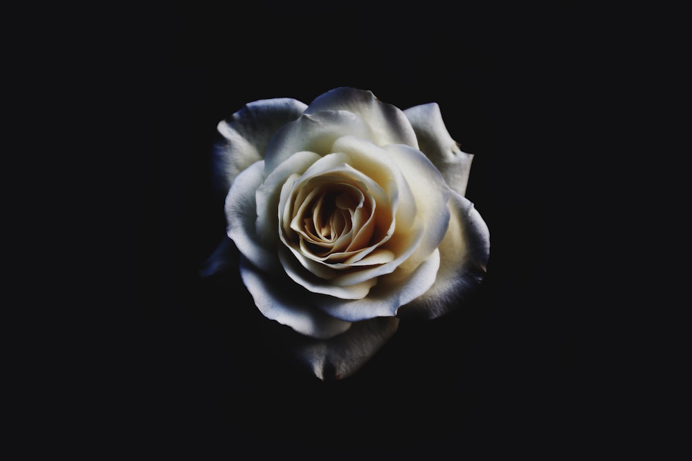 Primer plano de la rosa blanca